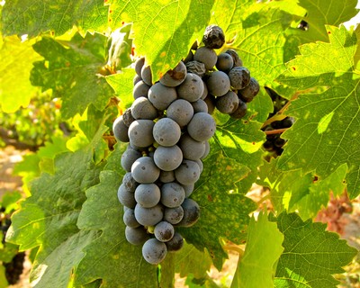 Close-up of a ripe grape cluster hanging from a vine in Lodi wine country, surrounded by green leaves.