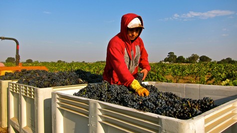 Worker in red hoodie harvesting grapes in Lodi vineyard during daytime.