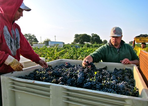 Workers harvest ripe grapes in a Lodi vineyard during the harvest season.