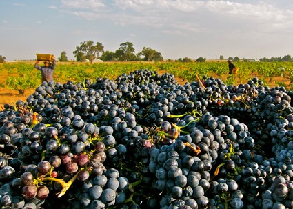 Vineyard workers harvest ripe grapes in a Lodi vineyard during the harvest season.