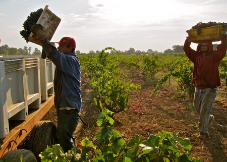 Two workers harvesting winegrapes in a Lodi vineyard during daytime with cloudy sky.