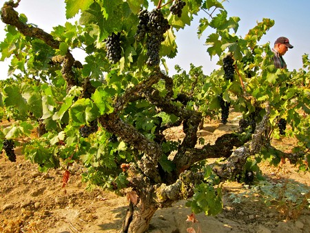 Grapevines in a Lodi vineyard with a worker inspecting the grapes under a clear sky.
