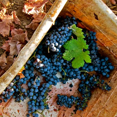 Close-up of ripe blue winegrapes in a basket with a green leaf, ready for harvest in Lodi, California.