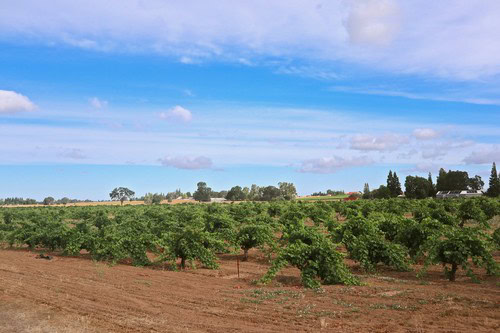 Lodi winegrape vineyard under blue sky with clouds, showcasing grape cultivation in California.