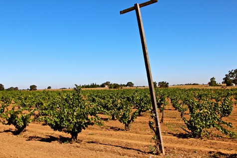 Vineyard in Lodi with rows of grapevines and a tilted wooden post under a clear blue sky.