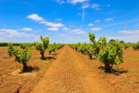 Vineyard rows in Lodi, California, with lush grapevines under a bright blue sky.