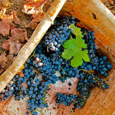 Blue wine grapes with green leaf in a rusty container, showcasing Lodi wine region's grape harvest.
