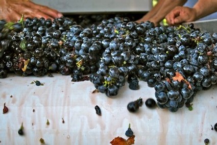 Workers harvest ripe black winegrapes in Lodi, California for winemaking.
