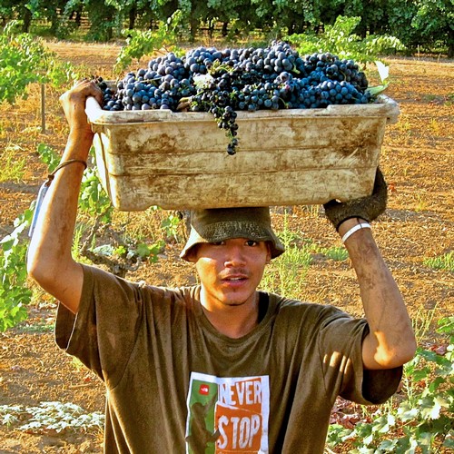 Worker carrying a large tray of freshly picked grapes in a vineyard during harvest season.