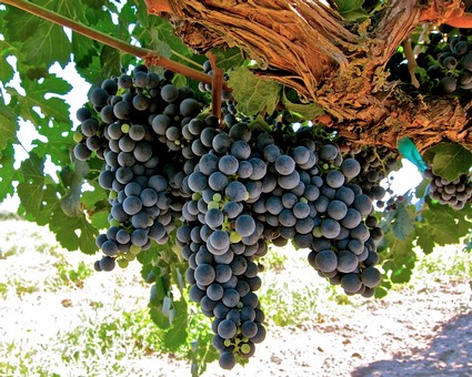 Close-up of ripe dark purple winegrapes hanging on the vine in Lodi, California.