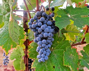 Close-up of ripe dark purple winegrapes on the vine in Lodi, California.