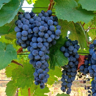 Close-up of ripe dark purple winegrapes hanging on the vine with green leaves in a vineyard.