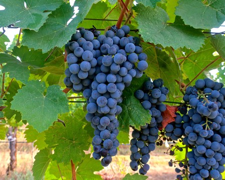 Close-up of ripe dark purple wine grapes hanging on the vine in Lodi, California.