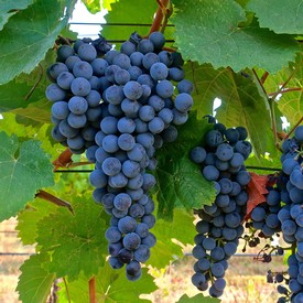 Freshly harvested dark purple winegrapes on the vine in Lodi, California.