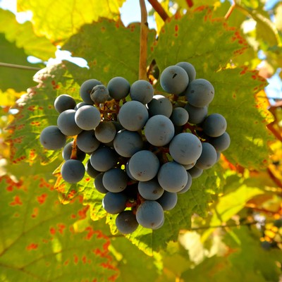 Close-up of ripe dark purple wine grapes on the vine in Lodi, California.