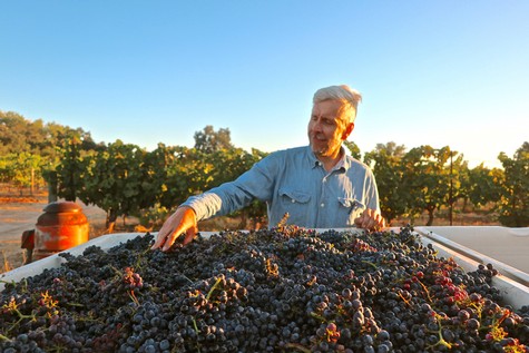 Man harvesting ripe grapes in a vineyard during sunset in Lodi, California.