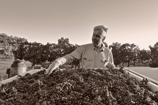 Man harvesting grapes in a vineyard during the day, with grapevines in the background.