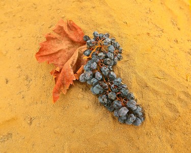 Close-up of a grape cluster with a fall leaf on a yellow background for Lodi Winegrape Commission.