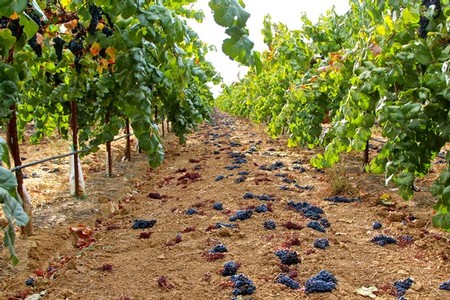 Grapevines in a vineyard with fallen grapes on the ground, sunny day, Lodi Winegrape Commission.