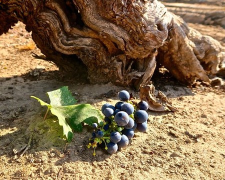 Grapevine roots and a cluster of ripe grapes on dry soil in Lodi wine region.