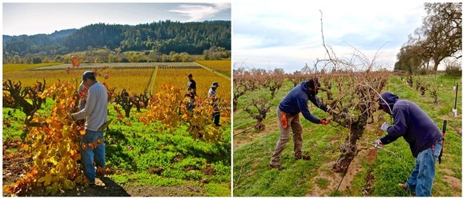 Workers harvesting grapes and pruning vines in Lodi vineyards for wine production.