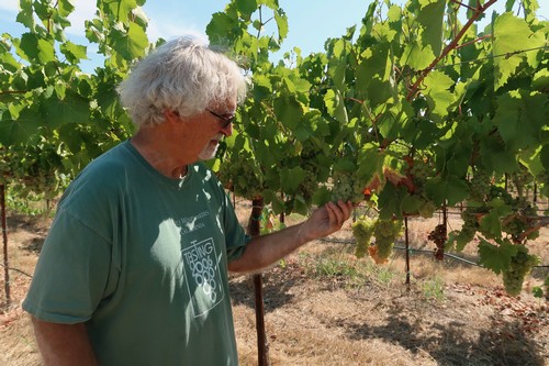 Senior man inspecting grapevines in a lush vineyard during daytime.