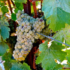 Close-up of a ripe white wine grape cluster on the vine in Lodi, California.
