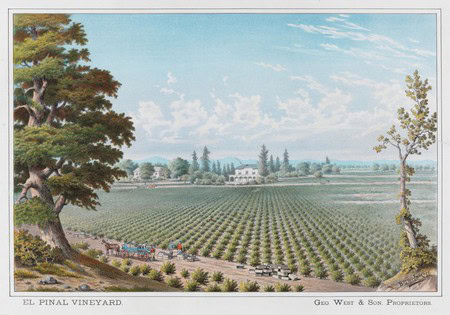 Scenic view of a Lodi vineyard with rows of grapevines, trees, and a distant farmhouse under a blue sky.