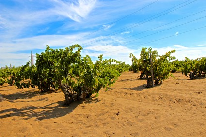 Vineyard in Lodi with lush grapevines under a bright blue sky and scattered clouds.