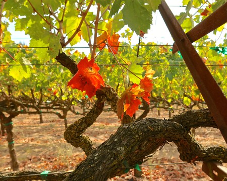 Close-up of grapevine with autumn leaves in a Lodi vineyard, showcasing healthy grapevines and vibrant foliage.