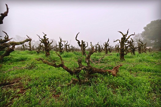 Gnarled wine grape vines in a foggy Lodi vineyard, showcasing mature vines and lush green grass.