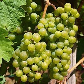 Close-up of a green winegrape cluster on the vine, ready for harvest in Lodi, California.