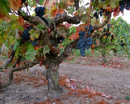 Grapevines with ripe dark grapes in a Lodi vineyard during harvest season.