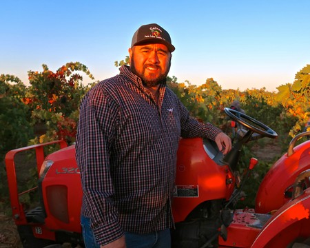 Vineyard worker standing next to a red tractor in a grape vineyard during sunset.