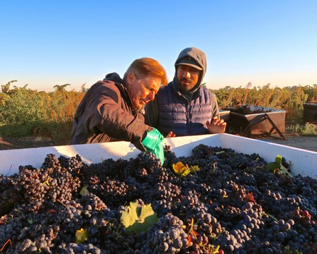 Two workers harvesting ripe grapes in a vineyard during sunset in Lodi, California.