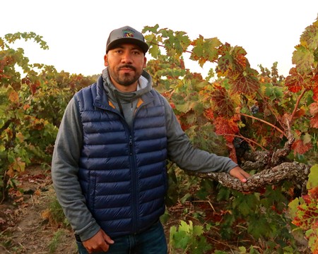 Man in vineyard with grapevines during harvest season, wearing a blue vest and gray hoodie.