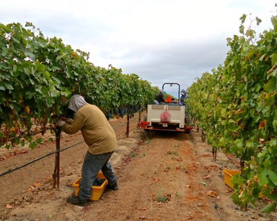 Worker harvesting grapes in a Lodi vineyard with a tractor in the background.