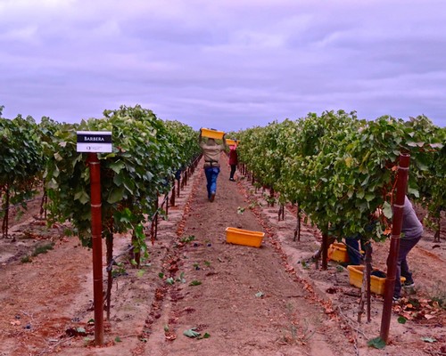 Workers harvesting grapes in a Lodi vineyard during daytime with cloudy sky.