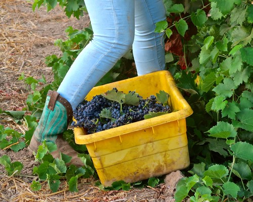 Person harvesting grapes in Lodi vineyard with a yellow bucket of freshly picked grapes.