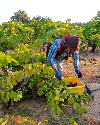 Worker harvesting grapes in a Lodi vineyard during the day for wine production.