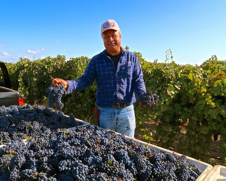 Farmer in Lodi vineyard holding freshly picked grapes during harvest season.