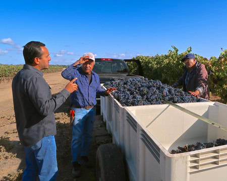 Vineyard workers inspecting and harvesting grapes in a Lodi wine region vineyard.