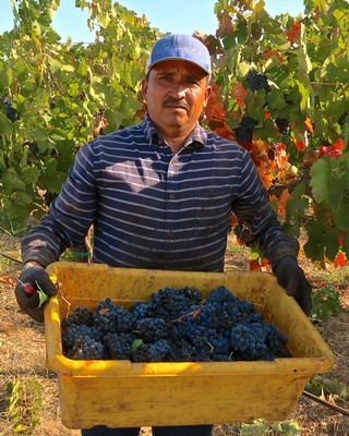 Vineyard worker holding a basket of freshly picked grapes in Lodi, California.