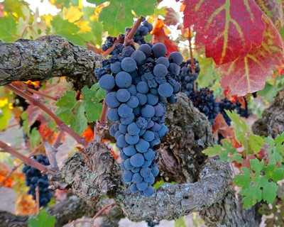 Close-up of a ripe blue winegrape cluster on a vine with colorful autumn leaves in the background.