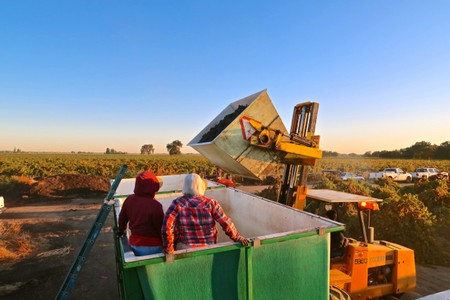 Workers harvest winegrapes using a forklift and conveyor in a Lodi vineyard during sunset.