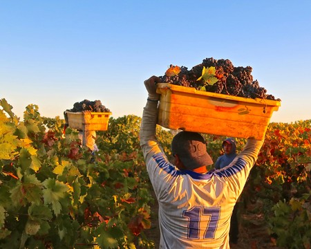 Worker harvesting grapes in Lodi vineyard with baskets of grapes during sunset.