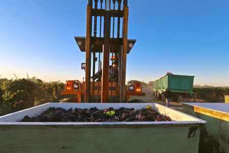 Forklift harvesting grapes in Lodi wine region with grape bins and vineyard in background.