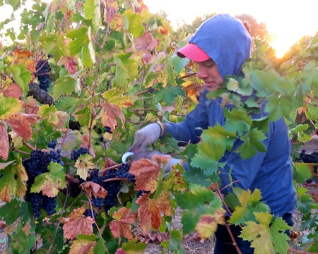 Worker harvesting ripe grapes in a vineyard during the Lodi Winegrape Commission season.