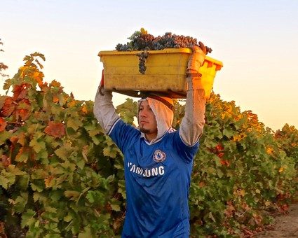 Worker harvesting grapes in Lodi vineyard during sunset for wine production.