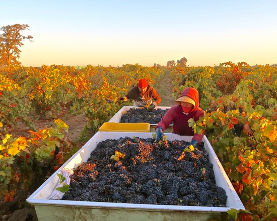 Workers harvest ripe grapes in a vineyard during the Lodi Winegrape season at sunset.